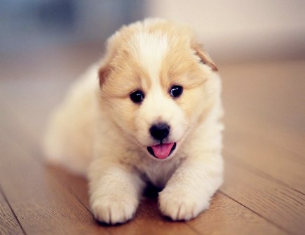 属狗人本命年需要注意什么 属狗人本命年需要注意什么