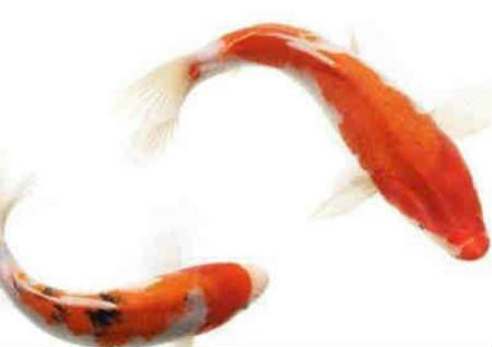 锦鲤鱼与生肖风水