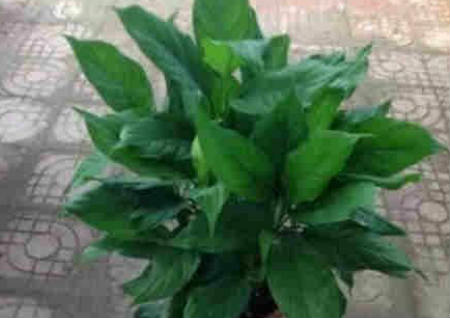 植物风水之50种风水植物的摆放