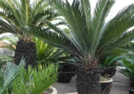 植物风水之50种风水植物的摆放