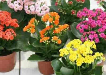 植物风水之50种风水植物的摆放