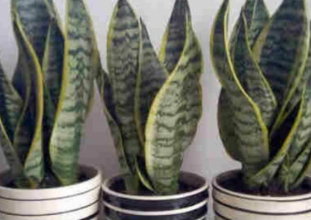 植物风水之50种风水植物的摆放