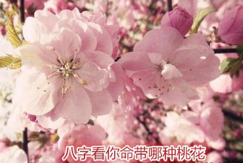 八字看你命带哪种桃花