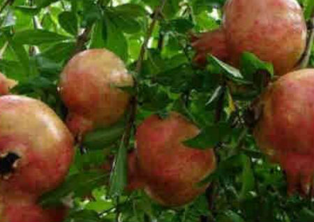 男人桃花运大增的方法