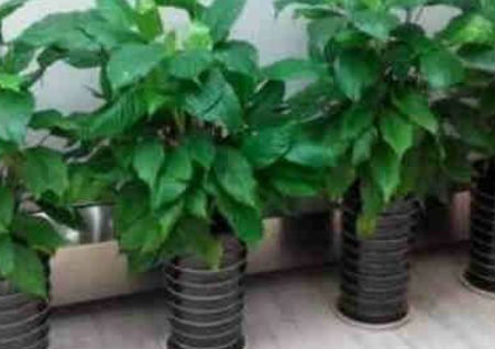 十大镇宅辟邪的植物 十大镇宅辟邪的植物