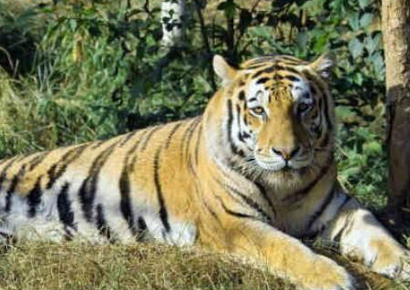 属虎人如何利用风水招财