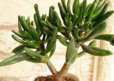 风水中最招财的植物