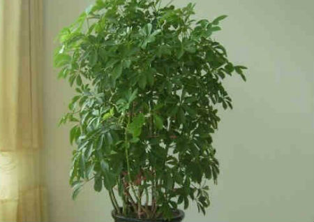 招财风水方法有哪些 招财风水方法有哪些