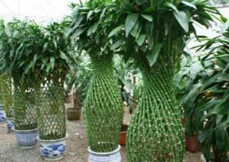 八种植物招财又旺宅