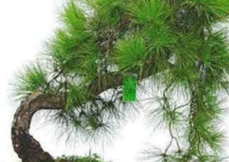 八种植物招财又旺宅