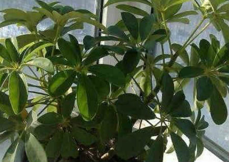 八种植物招财又旺宅