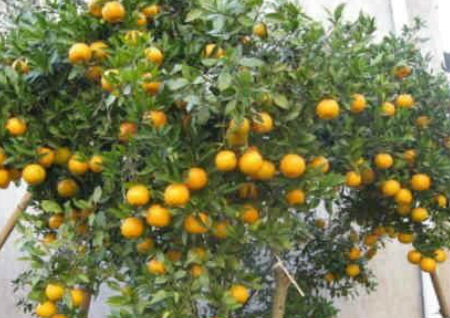 八种植物招财又旺宅