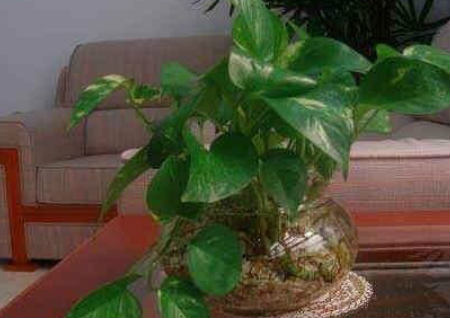 办公室养植物风水