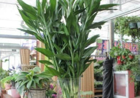 店铺招财风水摆设 店铺招财风水摆设