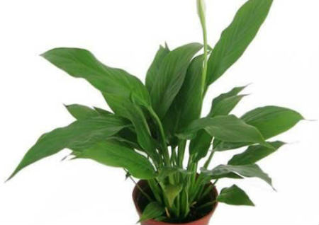 办公室放什么植物风水好