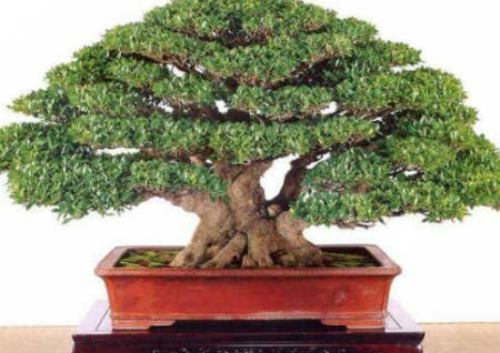 办公室放什么植物风水好