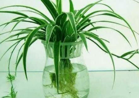 办公室放什么植物风水好