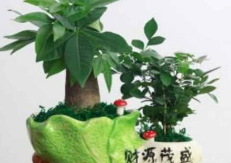 办公室植物风水