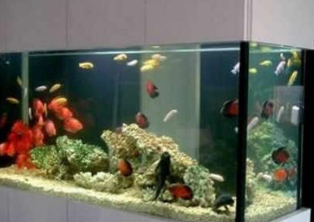 办公室养鱼风水 办公室养鱼风水