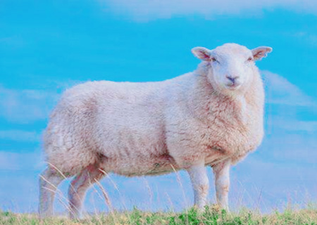 属羊人起名字的宜忌 属羊人起名字的宜忌