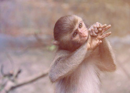 属猴人起名字的宜忌 属猴人起名字的宜忌