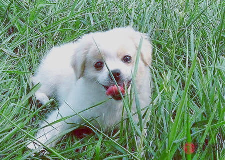 属狗人起名字的宜忌