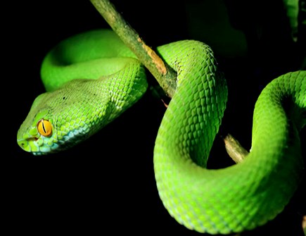 生肖蛇取名的宜忌 生肖蛇取名的宜忌