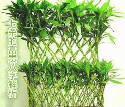 七杀的富贵八字解析 七杀的富贵八字解析