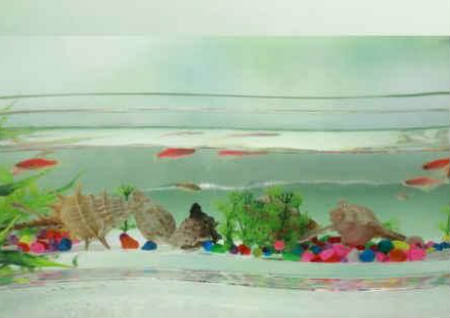 养鱼有什么讲究 养鱼有什么讲究