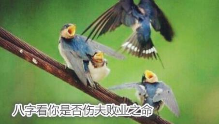 八字看你是否伤夫败业之命 八字看你是否伤夫败业之命