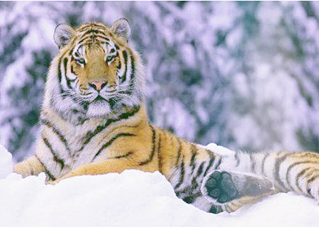 属虎人2020年桃花运如何