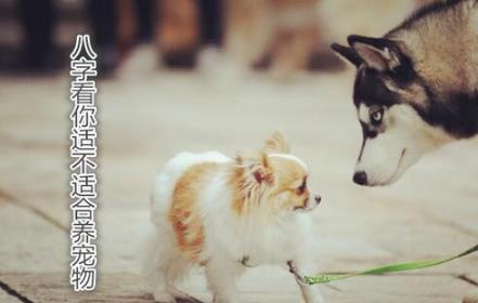 八字看你适不适合养宠物 八字看你适不适合养宠物
