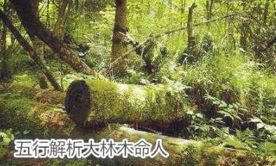 五行解析大林木命人 五行解析大林木命人