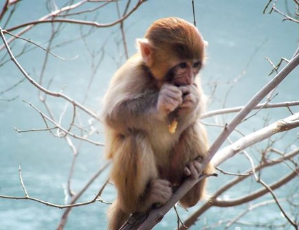 属猴男人佩戴什么好 属猴男人佩戴什么好