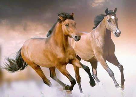 属马人2020年桃花运如何 属马人2020年桃花运如何