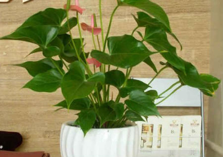 办公桌风水植物摆放 办公桌风水植物摆放