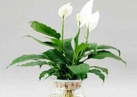 办公桌风水植物摆放 办公桌风水植物摆放