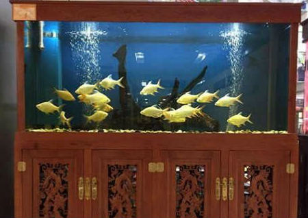 风水鱼缸摆放位置 风水鱼缸摆放位置