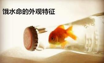 饿水命的外观特征 饿水命的外观特征