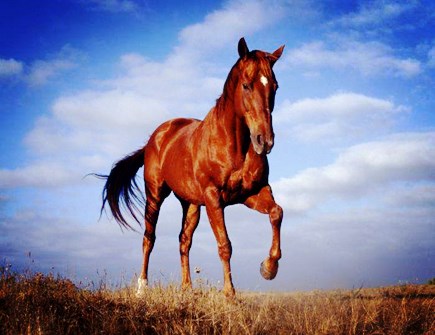 属马人和什么生肖合作好 属马人和什么生肖合作好