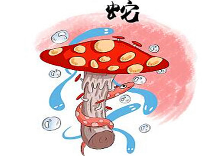 属蛇的男人对待感情如何