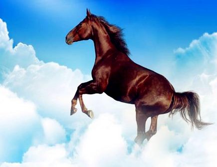 最适合属马男的老婆 最适合属马男的老婆