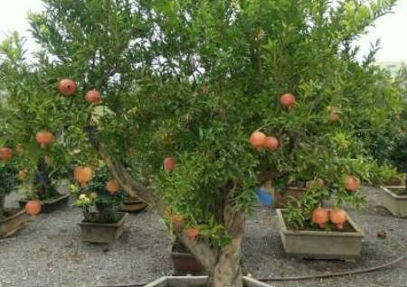 人丁兴旺的庭院植物风水 人丁兴旺的庭院植物风水