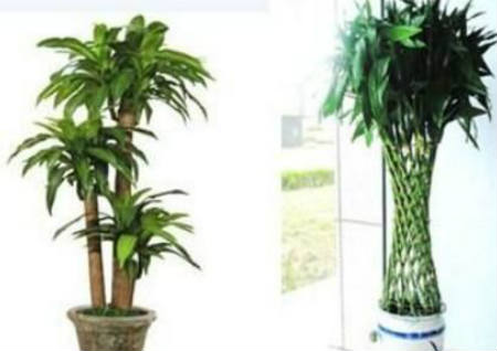 玄关风水植物摆放基础知识