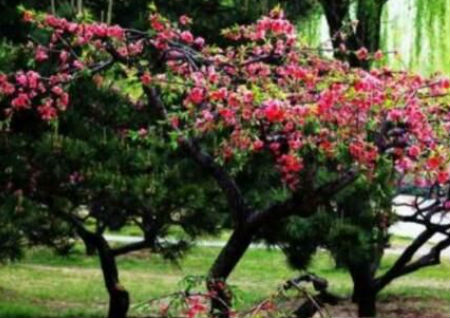 居家庭院风水之忌种植的树