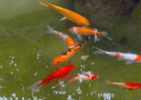 清道夫鱼的养殖技巧介绍