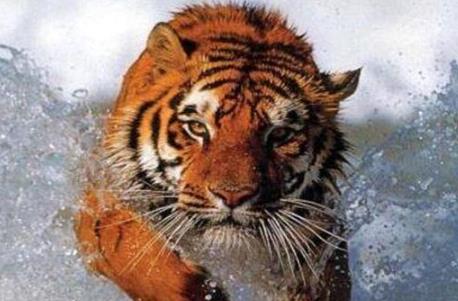 破太岁怎么化解2019 破太岁怎么化解2019