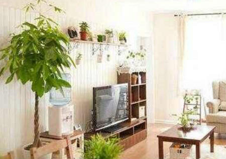 植物风水的摆放与选择知识