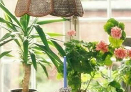 居家摆放鲜花旺财风水知识