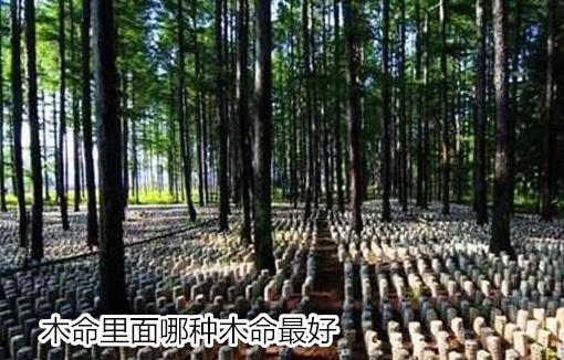 木命里面哪种木命最好 木命里面哪种木命最好
